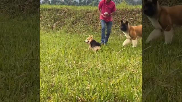 American Akita George & Corgi Nicole & Corgi ToRi🤣👍❤️ смотреть онлайн