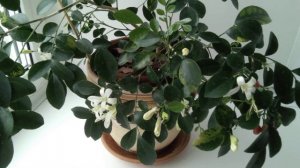 МУРРАЙЯ после пересадки. Почему важно подрезать корневую систему.