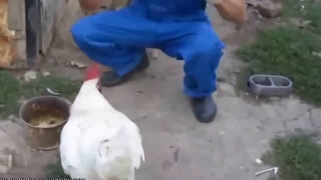 Петух против пса Денис Коваль смотреть онлайн