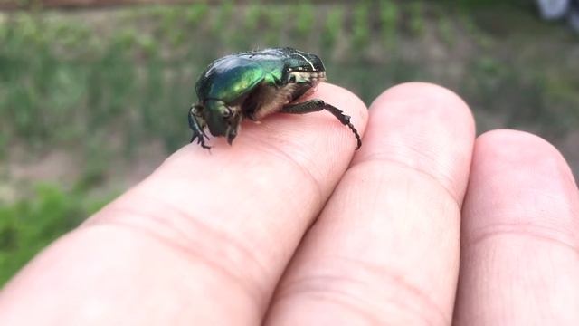 Жук Бронзовка Золотистая смотреть онлайн