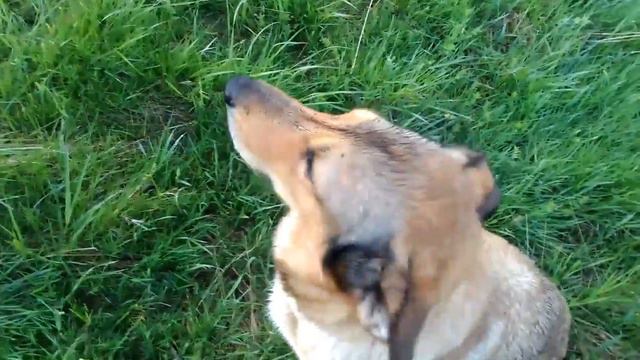 виноватая смешная собака guilty funny dog смотреть онлайн