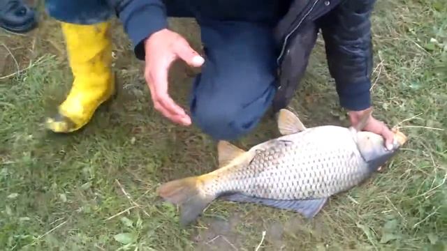 Сазан 5,4кг. рыбалка. в забайкальском крае Чита Carp Fishing 5,4kg смотреть онлайн