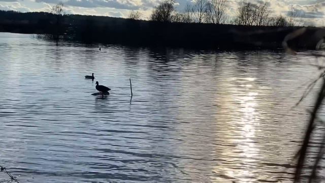 ЗАКОЛДОВАННАЯ УТКА! Охота с подсадной без лишних слов. Весенняя охота на селезня.