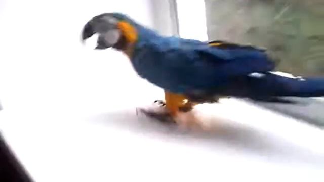 Попугай в школе смотреть онлайн