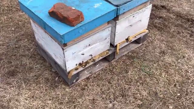 Чистим рамки в каустической соде и делаем беглую ревизию семей. смотреть онлайн