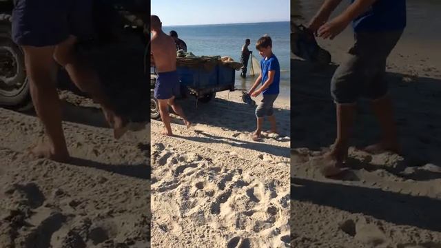 Браконьеры внаглую ловят креветку в Приморском смотреть онлайн