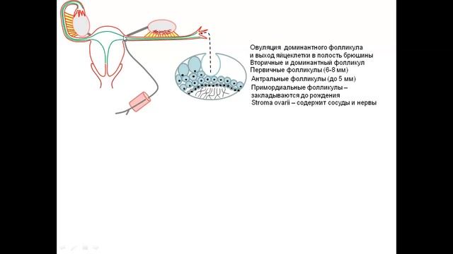 Овариально менструальный цикл смотреть онлайн