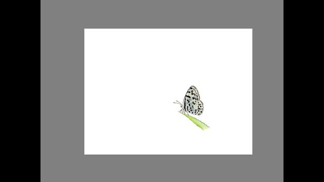 iPad Air 3 + AutoCAD Sketchbook Butterfly Painting смотреть онлайн