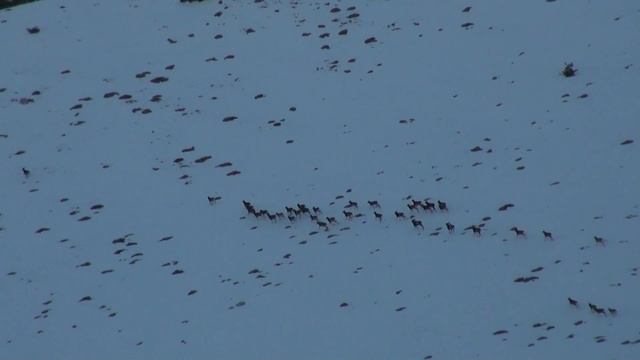 ЕВРОПЕЙСКИЙ МУФЛОН В КРЫМСКОМ ПРИРОДНОМ ЗАПОВЕДНИКЕ. Часть 2. 1.01.2013г. смотреть онлайн