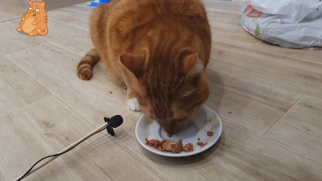 АСМР КОТ Звуки 2020. Обзор и Дегустация Влажного Корма для Котов Brit Premium лосось в соусе смотреть онлайн