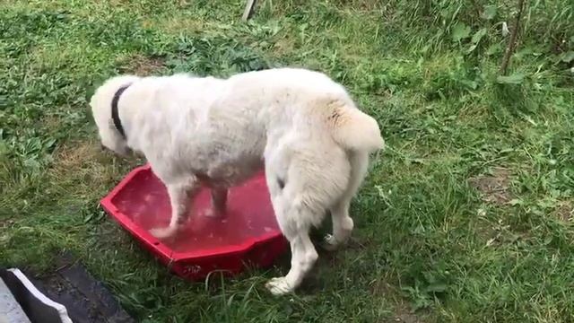 Алабай (Снежок) купается смотреть онлайн