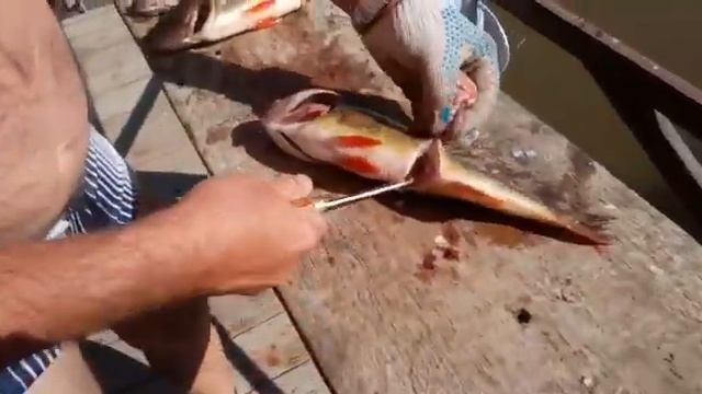 Потрошим окуня смотреть онлайн