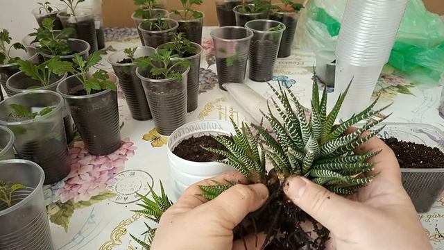 Рассаживаю хавортию смотреть онлайн