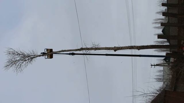 спиливание макушки тополя смотреть онлайн