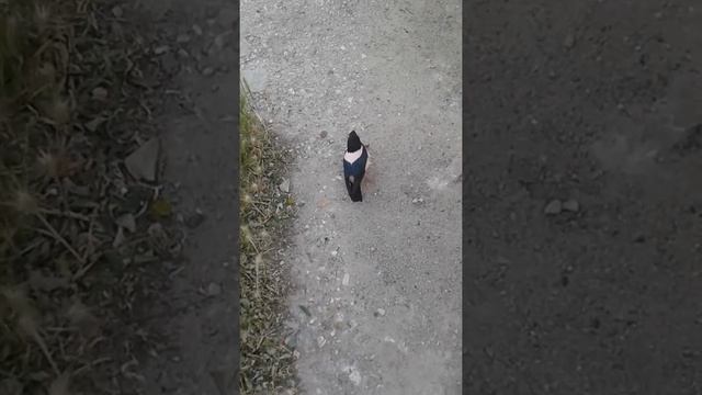 Розовый скворец смотреть онлайн