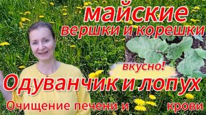 Как собрать и вкусно приготовить природные очистители организма - лопух и одуванчик