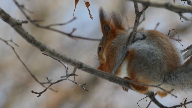 Парк им. Лесоводов Башкортостана. Город Уфа. смотреть онлайн