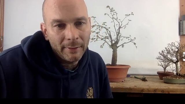 Zelkova Bonsai With Peter Warren Saruyama Bonsai