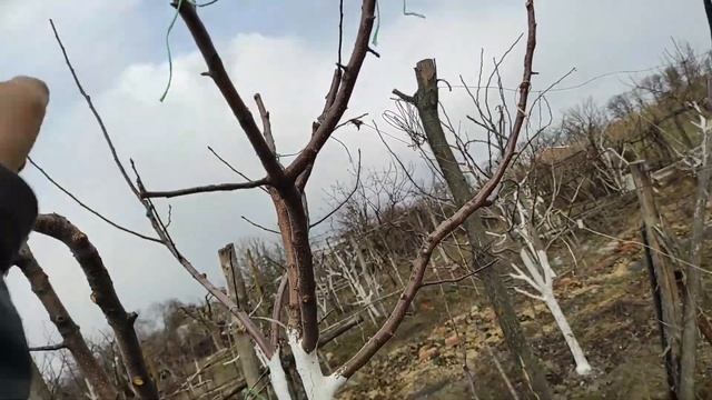 Весняні щеплення: Окуліровка щитком в приклад смотреть онлайн