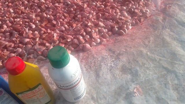 протравка часнику #часник смотреть онлайн