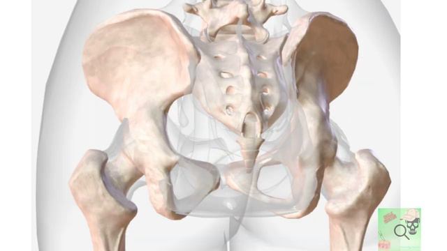 pelvis смотреть онлайн