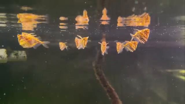 Эксклюзивная рыба / Часть 1. Альтум Ориноко и редкие коридорасы. Pterophyllum altum. смотреть онлайн