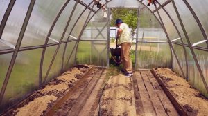 Посадка арбузов и дынь в теплицу в Подмосковье. Мой способ.