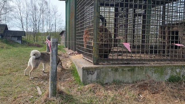 Вторая притравка по медведю. Кама 1год 4 месяца. Мики 9 месяцев. смотреть онлайн