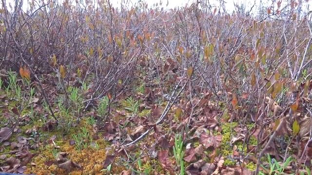 Как собирать клюкву ??? Обзор поселка Пурпе Ямал Север смотреть онлайн