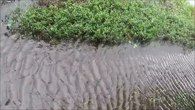 Sony HDR-CX220E Test Shoot смотреть онлайн