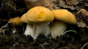 ВЕСЕННИЕ ГРИБЫ | СЪЕДОБНЫЕ И ЯДОВИТЫЕ