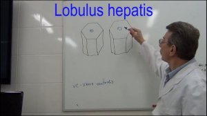 Строение печени