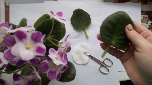 Размножение фиалки листом смотреть онлайн