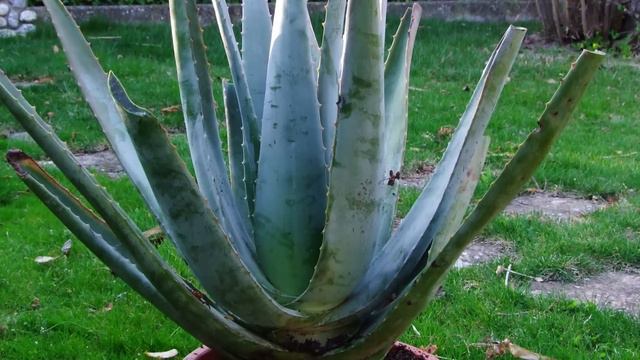 𝗔𝗟𝗢𝗘 𝗩𝗘𝗥𝗔: CÓMO CULTIVAR ALOE VERA. GUÍA COMPLETA смотреть онлайн