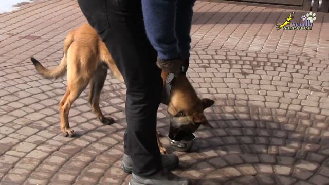 Дрессировка собак, Команда Дай #13, Разработка на корм, Переключение кормом с подушки смотреть онлайн