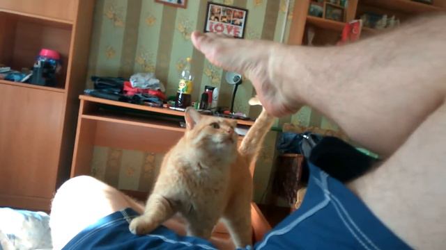 Кот ластится смотреть онлайн