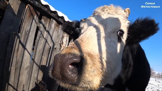 Тёплая вода животным. Иерархия. Сено // Семья Фетистовых