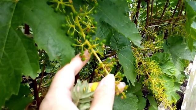 и вновь ДАЧА - первый урожай! смотреть онлайн