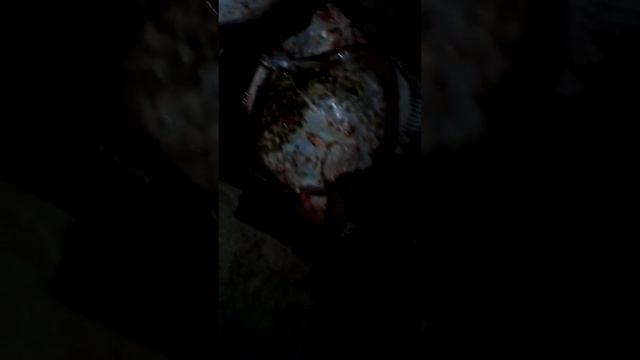 Черноморская камбала калкан / рыбный путь смотреть онлайн