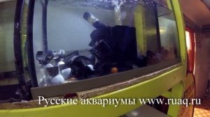 Как поднять малька красного неона