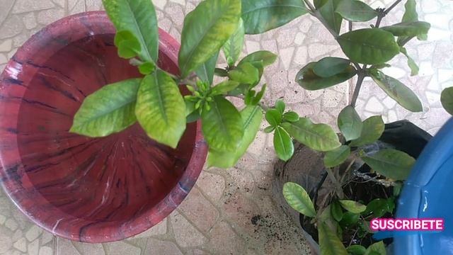 COMO USAR CORRECTAMENTE VINAGRE EN PLANTAS DE JARDÍN, COMO CAMBIAR EL PH DEL SUELO смотреть онлайн