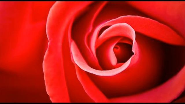 A. Ariosti: La Rosa - Sinfonia for flute, violin & b.c.from the Cantata n. 1 / Musica Solare смотреть онлайн