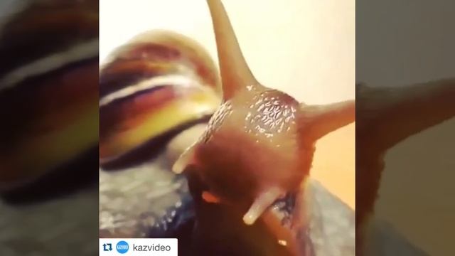 Для тех кто не знал , как питаются улитки смотреть онлайн