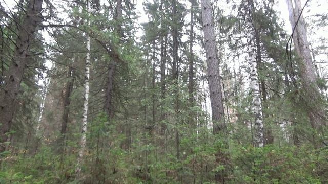 Как я готовился разжечь костёр в сырую погоду, Рассказали мне, как коптят рыбу. смотреть онлайн