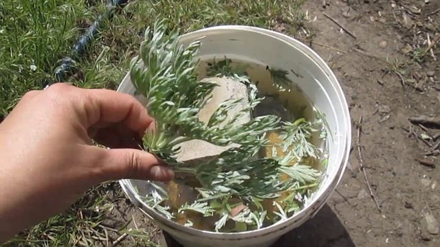 СВЕРЧОК + ОГОРОД = ВРЕД / Как ИЗБАВИТЬСЯ от сверчков на огороде, в теплице, в мульче смотреть онлайн