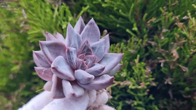 Echeveria Tremolo