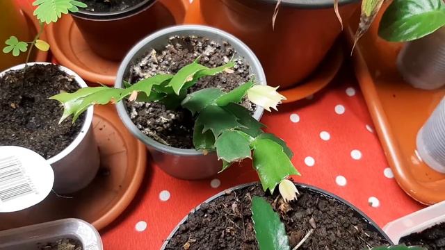 My plants under Mars Hydro grow light part 3 смотреть онлайн