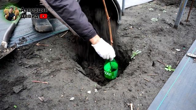 Укрытие кустов винограда на зиму землёй ❄️ смотреть онлайн