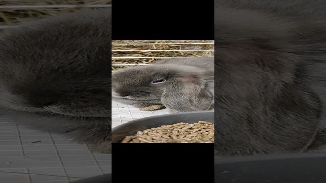 Безумно красивая девчонка, эти глазки я запомню навсегда🥰 #крольчата #декоротивныекролики #живность