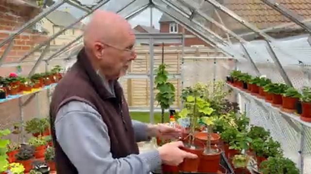 A Look at my Standard Pelargoniums, March 2021. смотреть онлайн